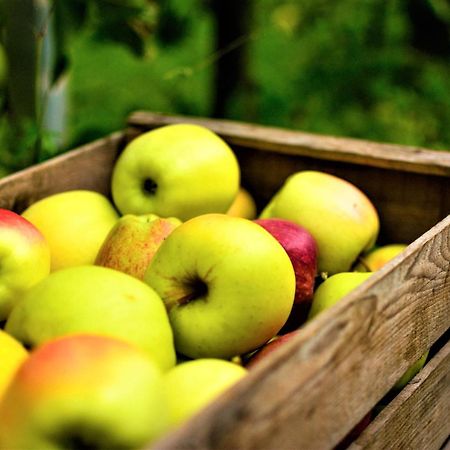 Casa Vacanze Antico Eremo, Tra Natura E Tradizione Campodenno Eksteriør billede
